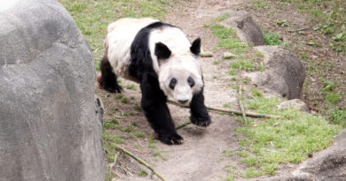 Video: Bye-Bye, Ya Ya: Giant Panda Is Heading Home to China