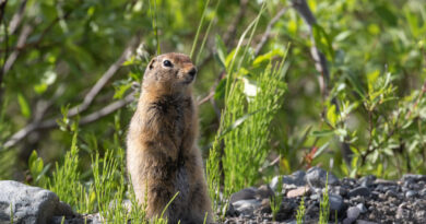 Just Between Us Squirrels, There Might Be Trouble in the Arctic Dating Scene