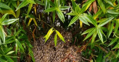 Rise in Sightings of Honeybee Swarms Has U.K. Beekeepers Scrambling