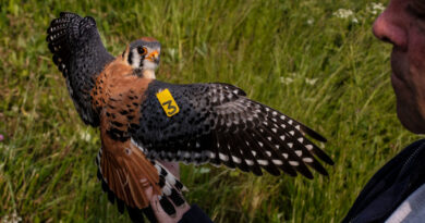 The Mystery of the Vanishing Kestrels: What’s Happening to This Flashy Falcon?