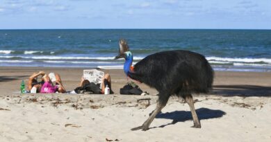 Protecting Australia’s Most Charismatic Murder-Bird