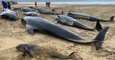 More Than 50 Whales Die After Being Stranded in Scotland