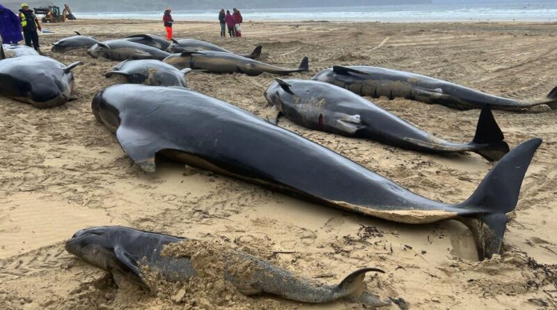 More Than 50 Whales Die After Being Stranded in Scotland